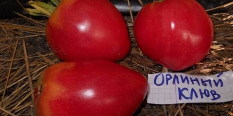 Orlov kljun paradajz: recenzije, fotografije, prinos